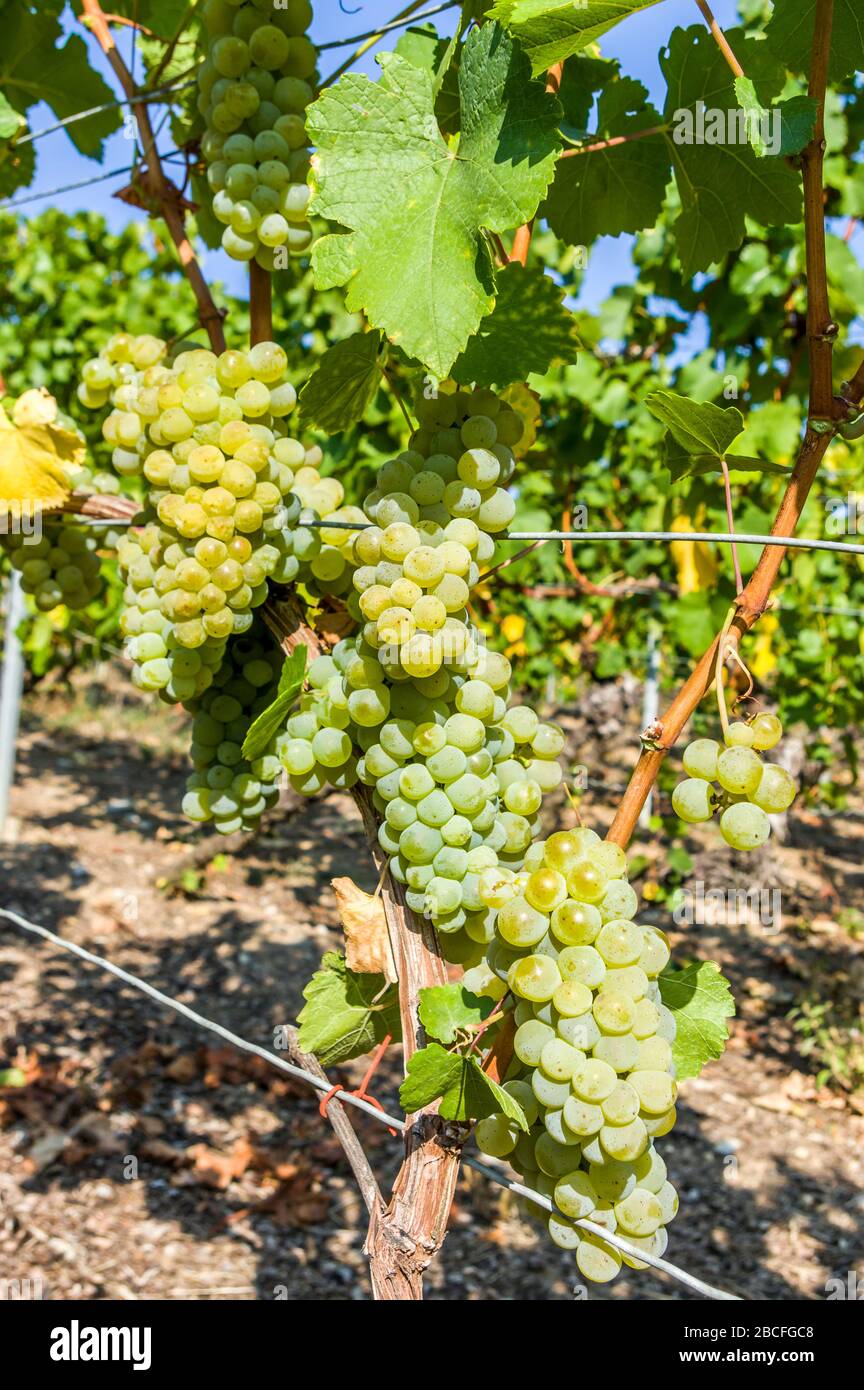 Helle weiße Trauben, Beeren und Blätter an der Traube, Nahaufnahme Stockfoto