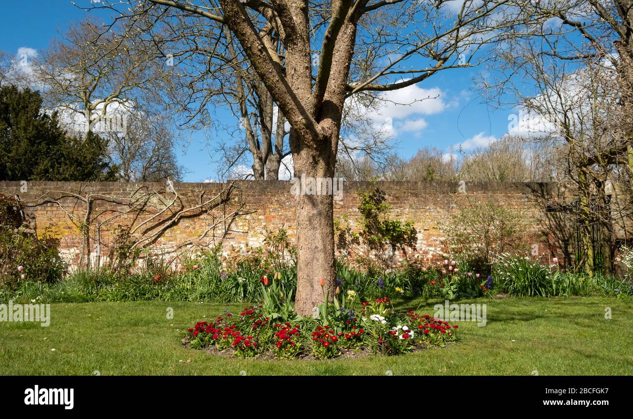 Der Frühling erwacht im historischen ummauerten Garten der Eastcote House Gardens im Borough of Hillingdon, London, Großbritannien. Stockfoto