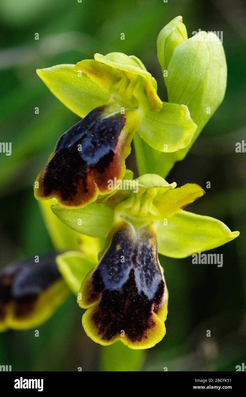 Schließen Sie sich zwei Blumen mit einer ungewöhnlich bunten Form von Somber Bee Orchid (Ophrys fusca) über einem unfokussierten natürlichen Hintergrund an. Arrabida-Gebirge Stockfoto