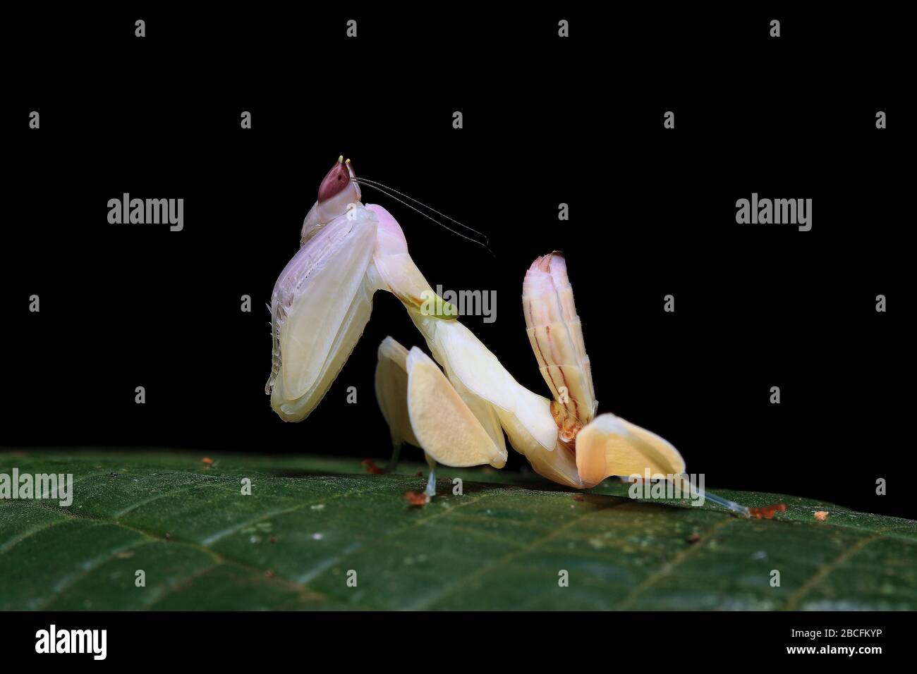 Hymenopus coronatus, Orchideenmantis, Hymenopus bicornis Stockfoto