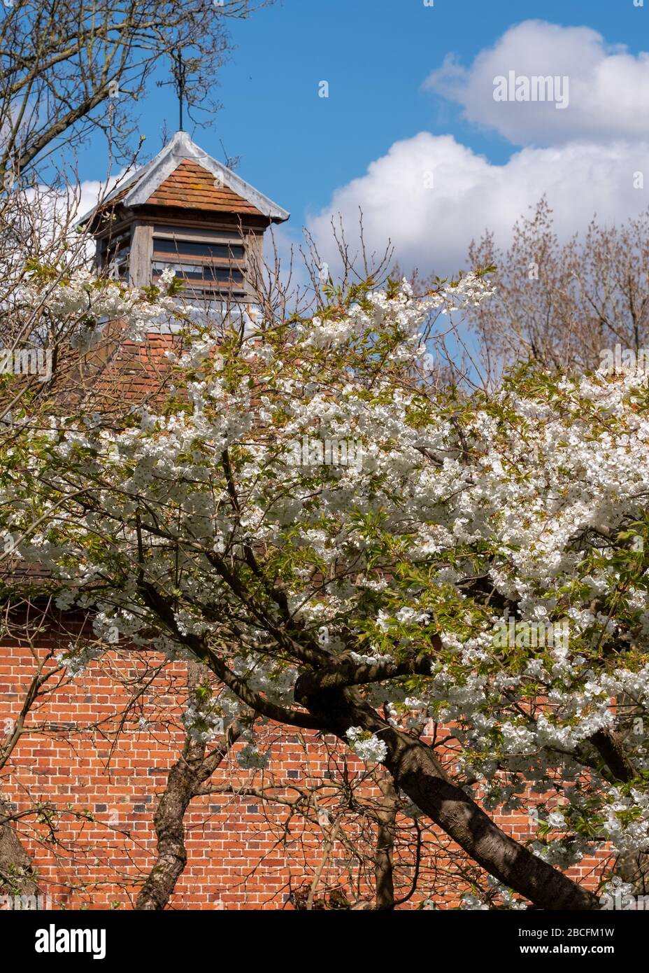 Die Frühlingsblüte im Eastcote House vor der Schwalbenkote im historischen ummauerten Garten im Borough of Hillingdon, London, Großbritannien. Stockfoto