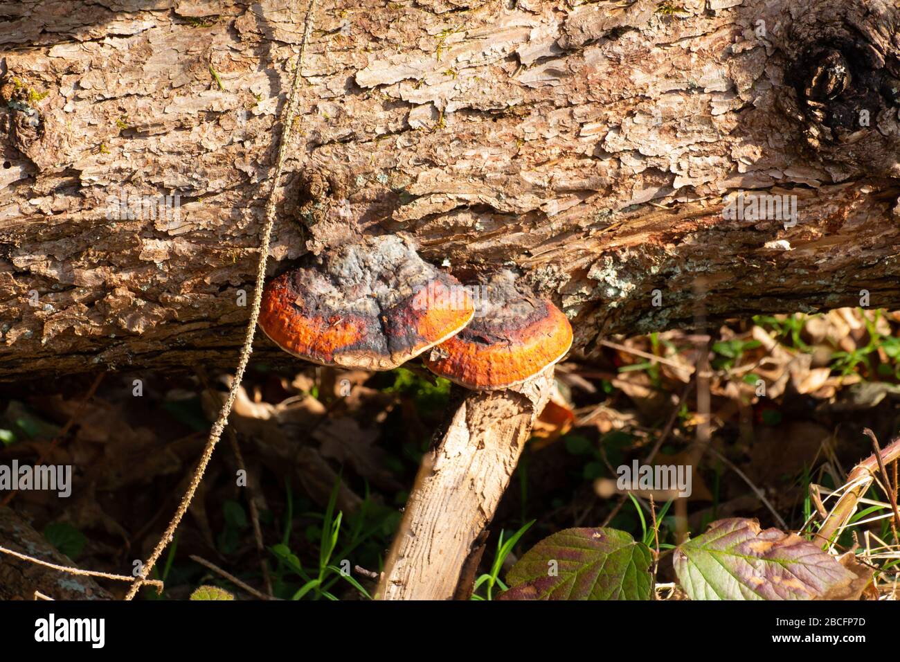 Rotgürtelkonk oder Rotblechpilz, wachsen an einem toten Baum, Fomitopsis pinicola Stockfoto