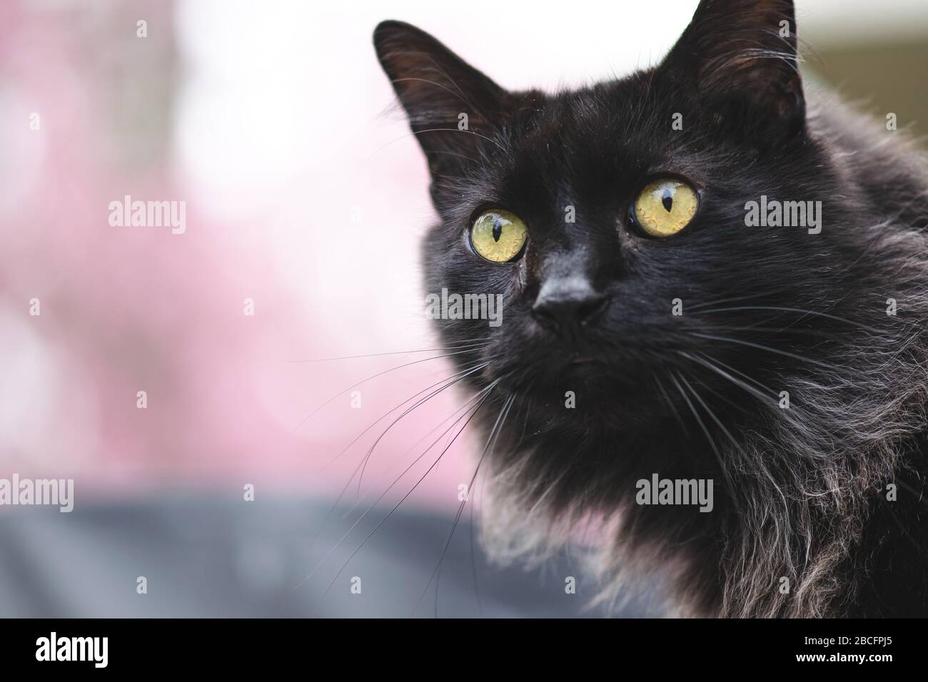 Pelzige schwarze Norwegische Waldkatze mit grünen Augen Porträt Kopfschuss starrt in die Ferne Vordergrund Stockfoto