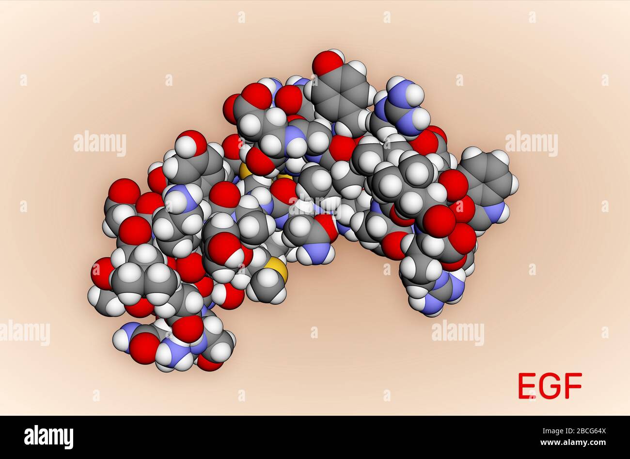 Epidermaler Wachstumsfaktor, EGF-Proteinmolekül. Sie stimuliert das Zellwachstum und die Differenzierung. 3D-RENDERING PDB 2KV4. Abbildung Stockfoto