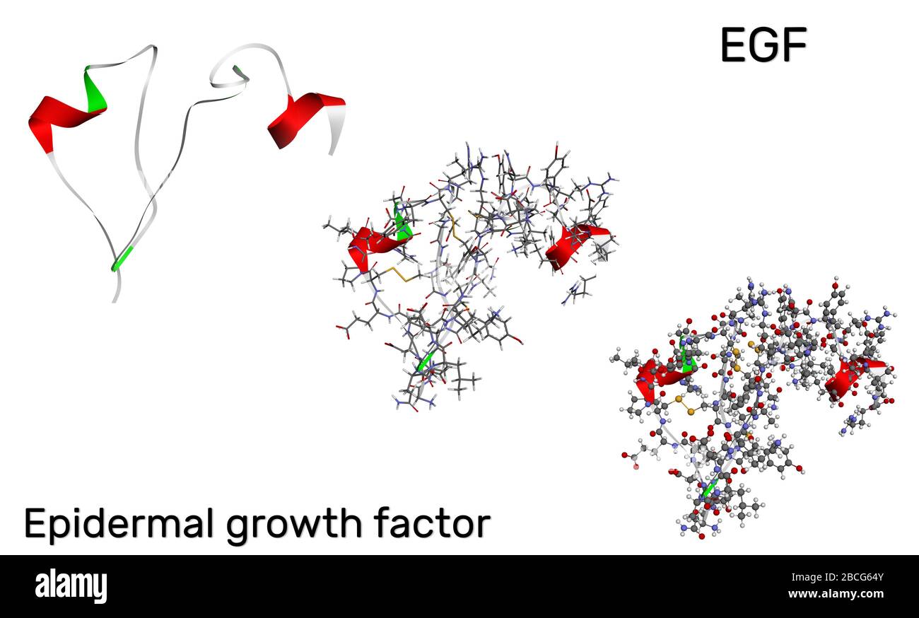 Epidermaler Wachstumsfaktor, EGF-Proteinmolekül. Sie stimuliert das Zellwachstum und die Differenzierung. 3D-RENDERING PDB 2KV4. Abbildung Stockfoto