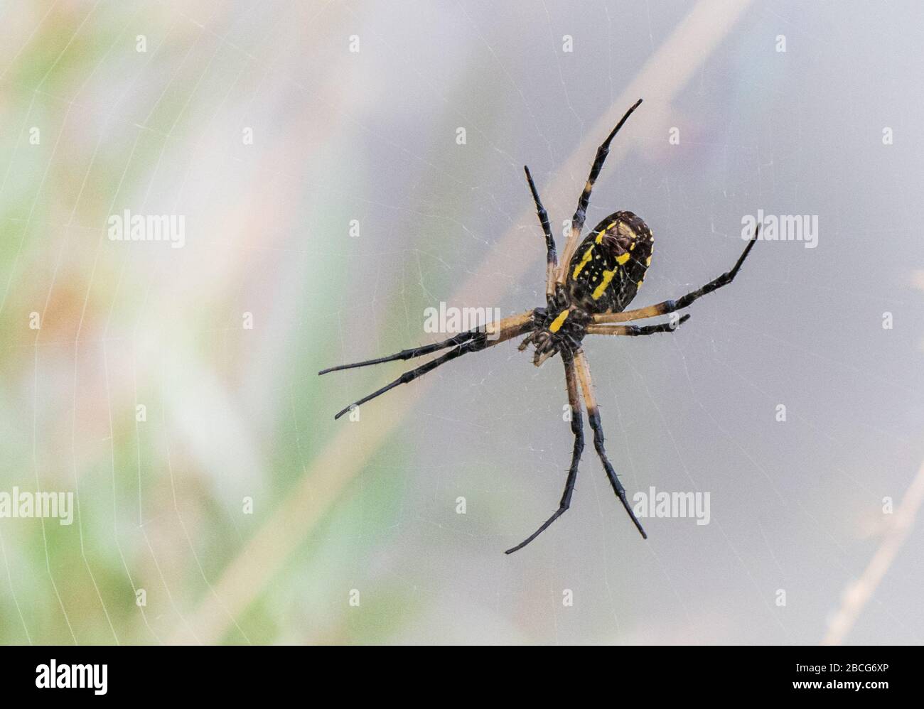 High-Key-Behandlung einer schwarzen und gelben Gartenspinne von unten vor einem verschwommenen Hintergrund Stockfoto