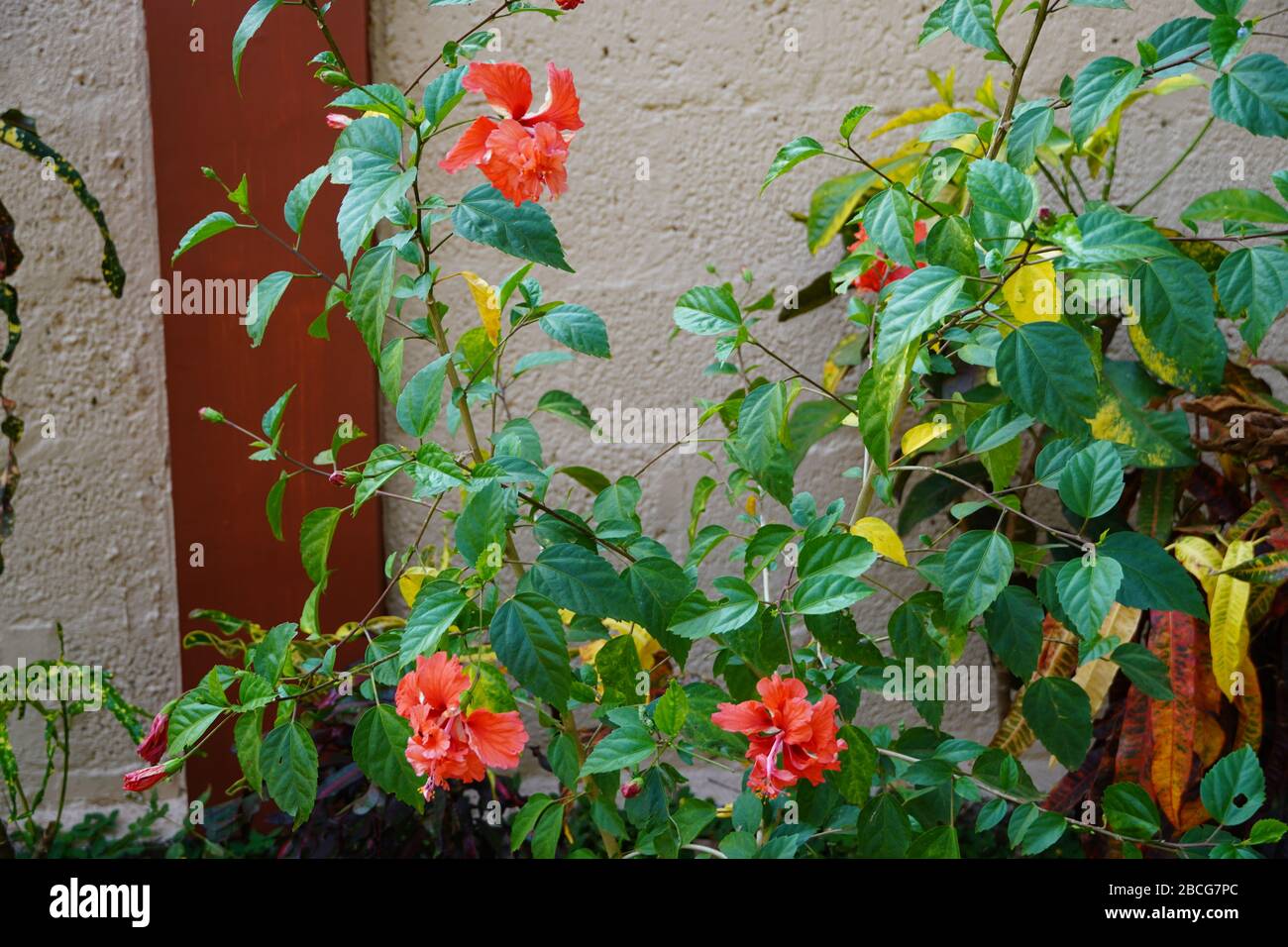 Mehrere Hibiskusblüten auf einem Roten Hibiskus (Karkade) im Garten. Stockfoto