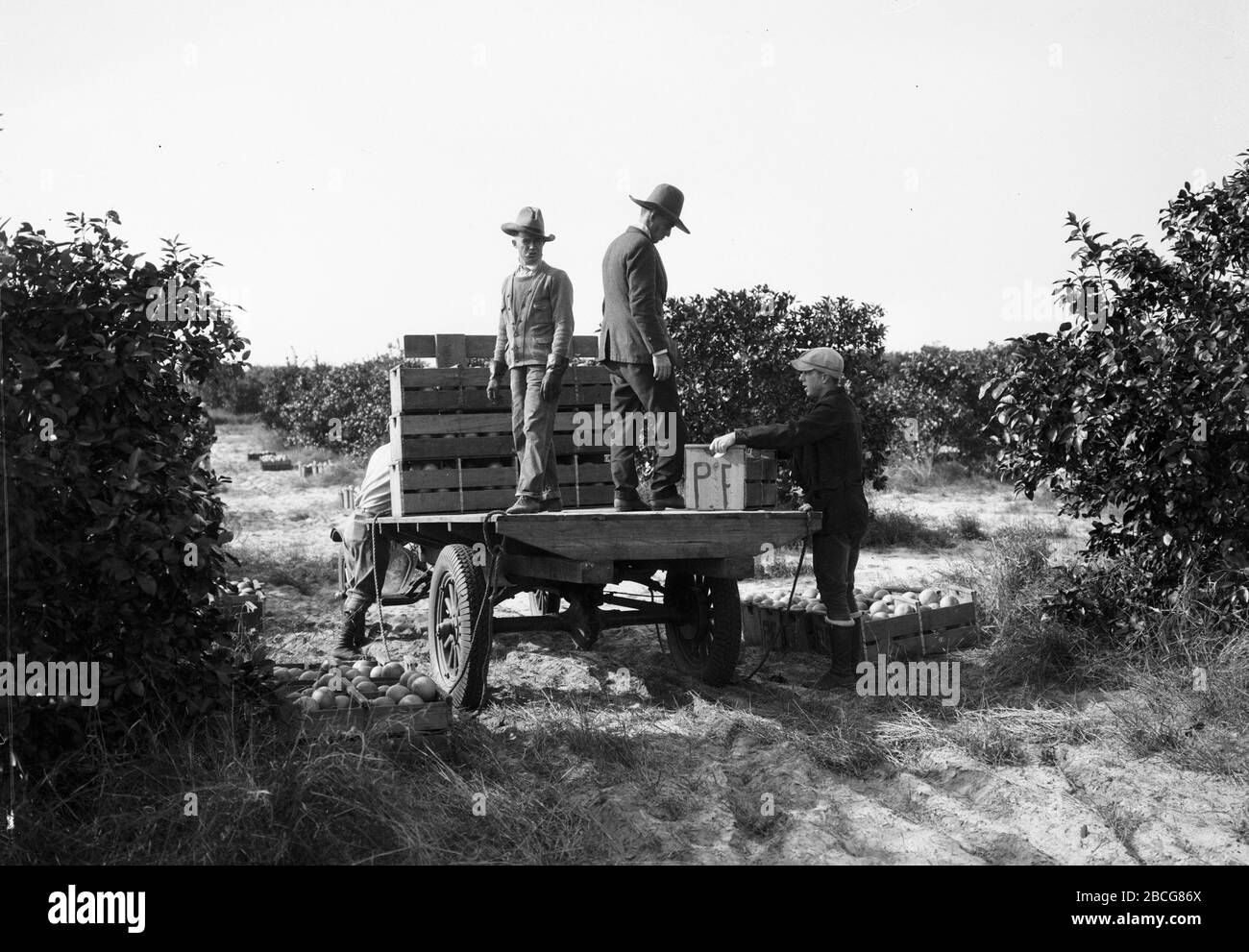 Männliche landwirtschaftliche Arbeiter laden Kisten Grapefruit auf einen LKW in einem Grapefruithain, Florida, 1920er Jahre. (Foto von Burton Holmes) Stockfoto