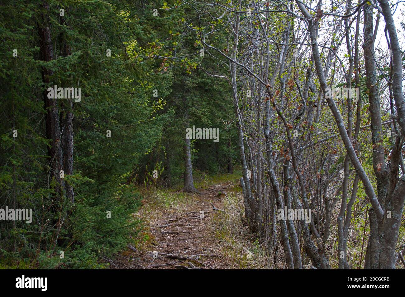 Kenai Halbinsel, Alaska, Usa Stockfoto