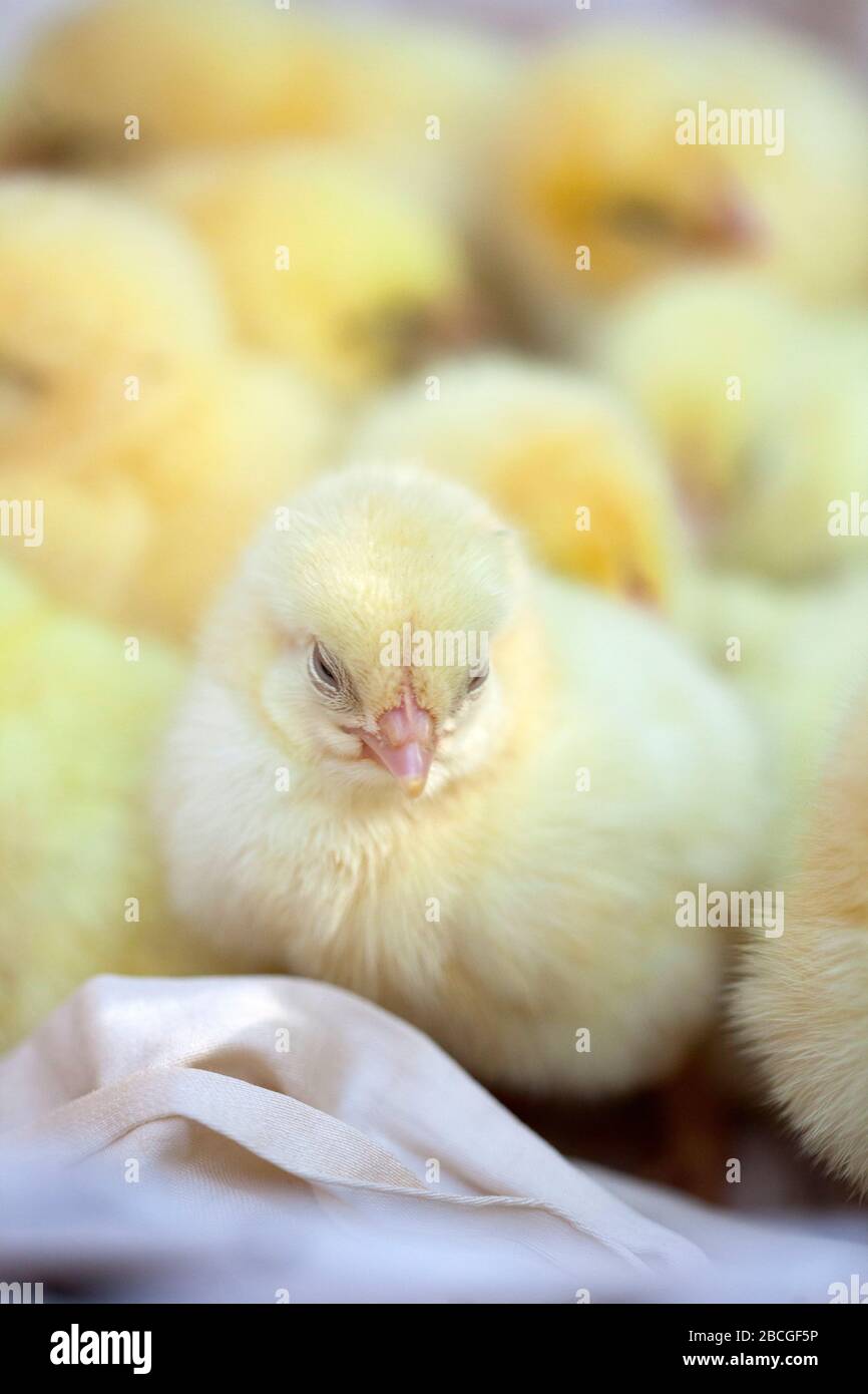 Süße kleine Hühner in einem Korb Stockfoto