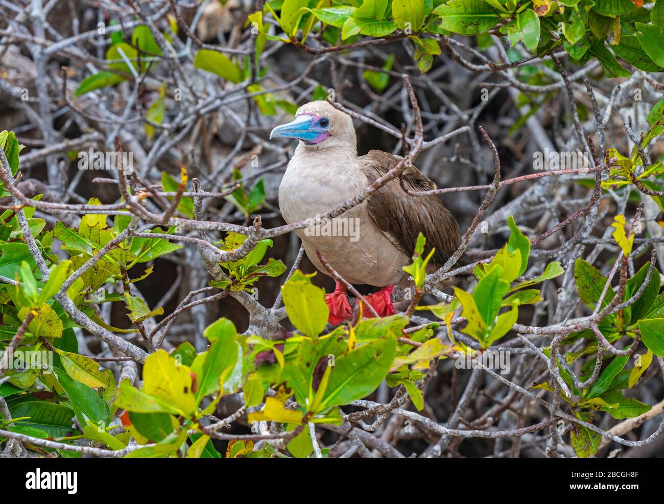 Ein Rotfußbouby (Sula sula) thront in seinem Nest auf der Insel Genovesa, dem Nationalpark Galapagos-Inseln, Ecuador. Stockfoto