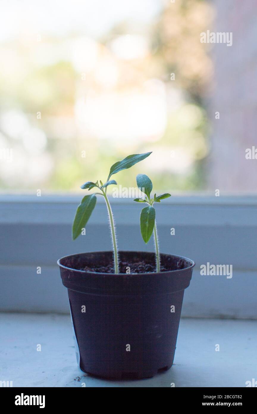 Junge Tomatenpflanze auf einem kleinen Topf in der Nähe des Fensters Stockfoto