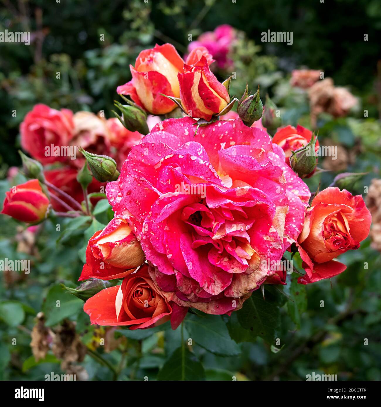 Die Pracht der Rosen im Garten Stockfoto