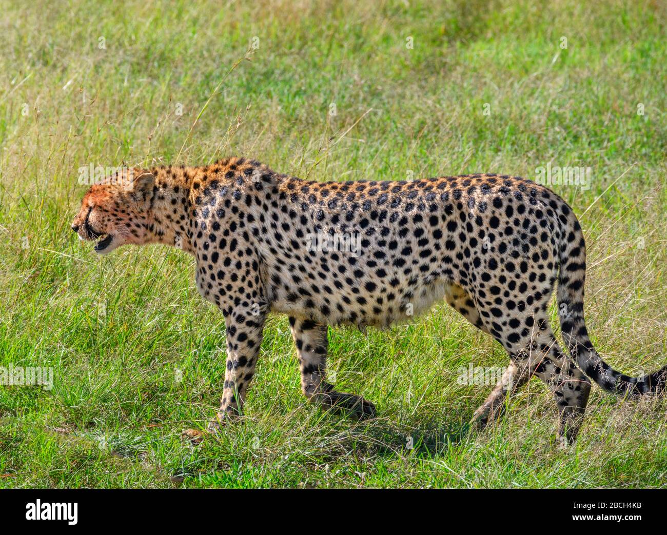 Gepard (Acinonyx jubatus), Masai Mara National Reserve, Kenia, Afrika Stockfoto
