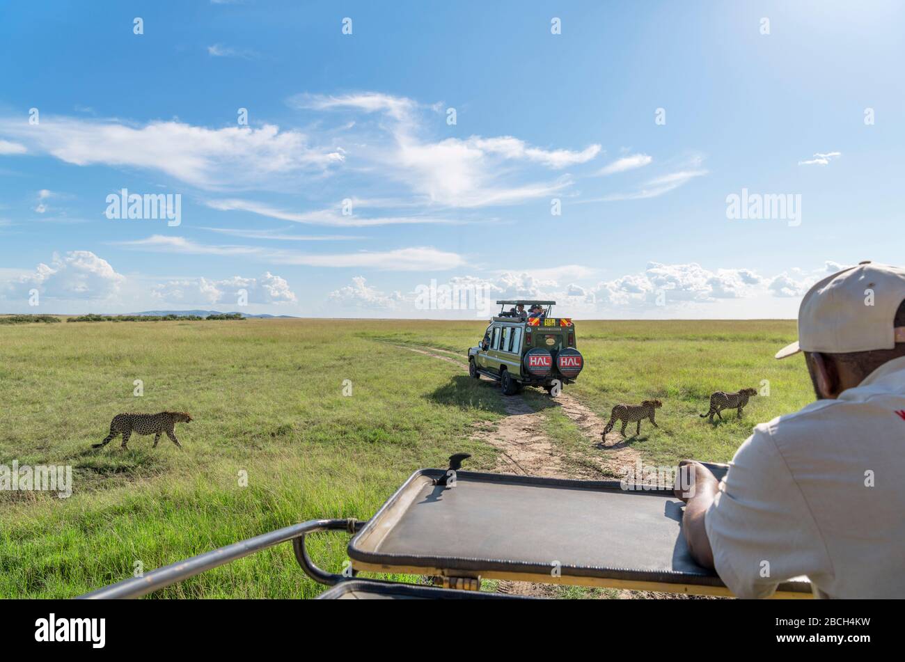 Gepard (Acinonyx jubatus). Safarifahrzeuge auf einer Spielfahrt, die eine Gruppe von Geparden, Masai Mara National Reserve, Kenia, Afrika, beobachten Stockfoto