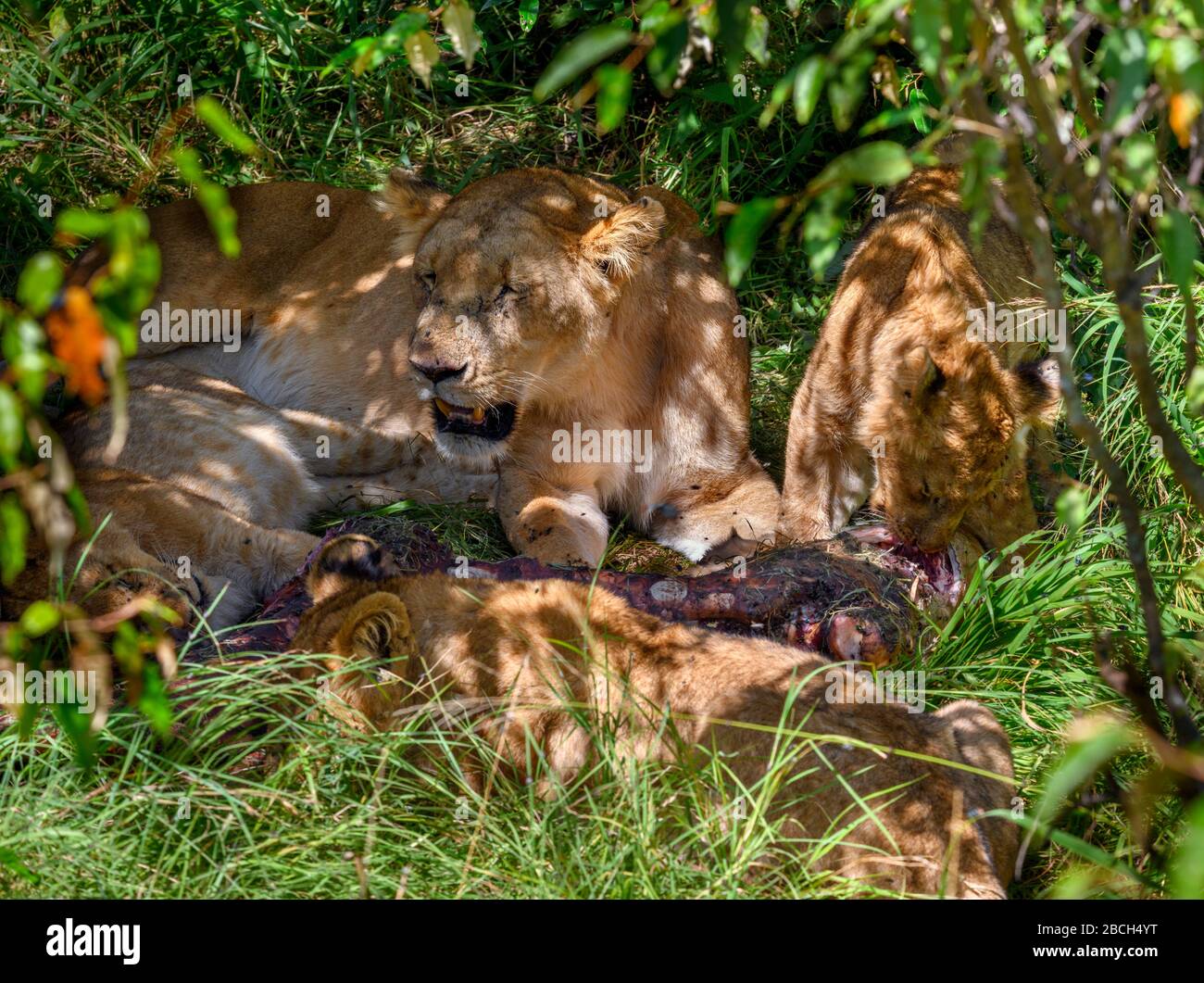 Lion (Panthera leo). Löwin und ihre Jungtiere ernähren sich von einer Giraffe, Masai Mara National Reserve, Kenia, Afrika Stockfoto