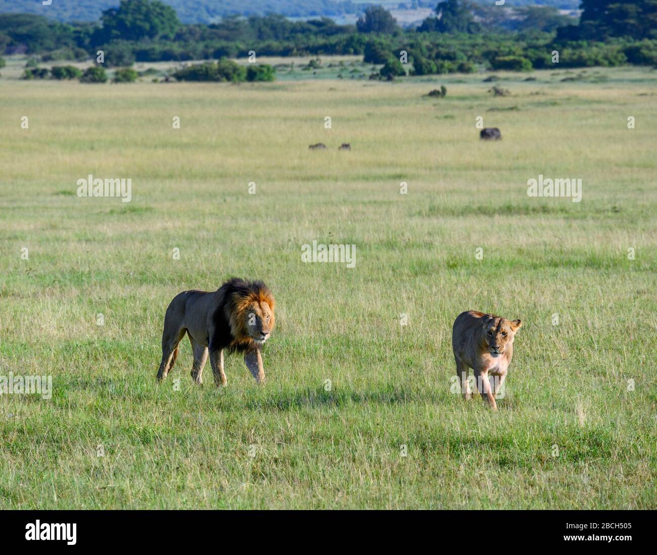 Lion (Panthera leo). Löwe und Löwin, die durch offenes Grasland, Masai Mara National Reserve, Kenia, Afrika laufen Stockfoto
