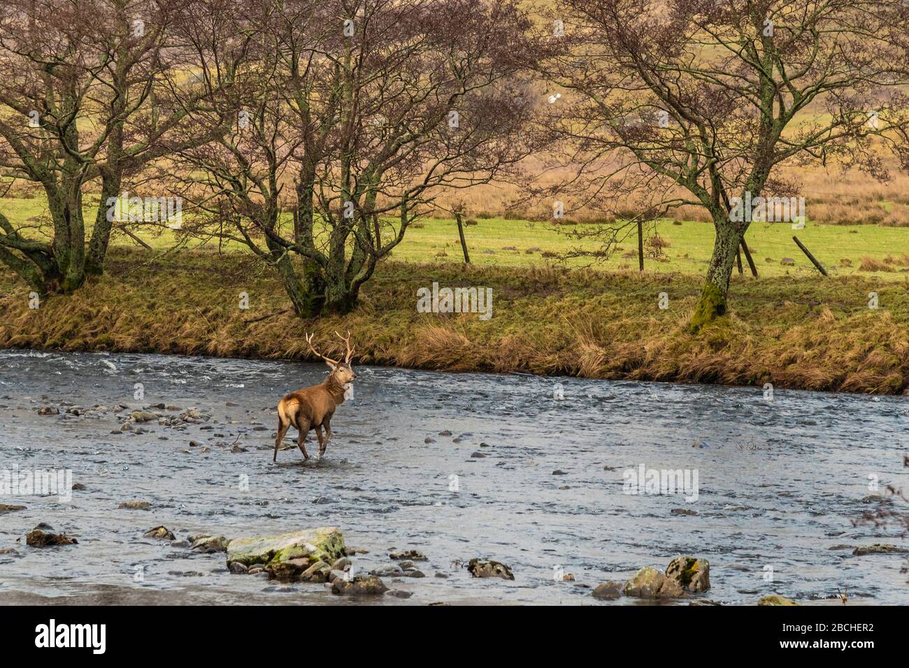 Typisch schottische Ansicht mit Rothirschen im Fluss, Highlands, Schottland Stockfoto