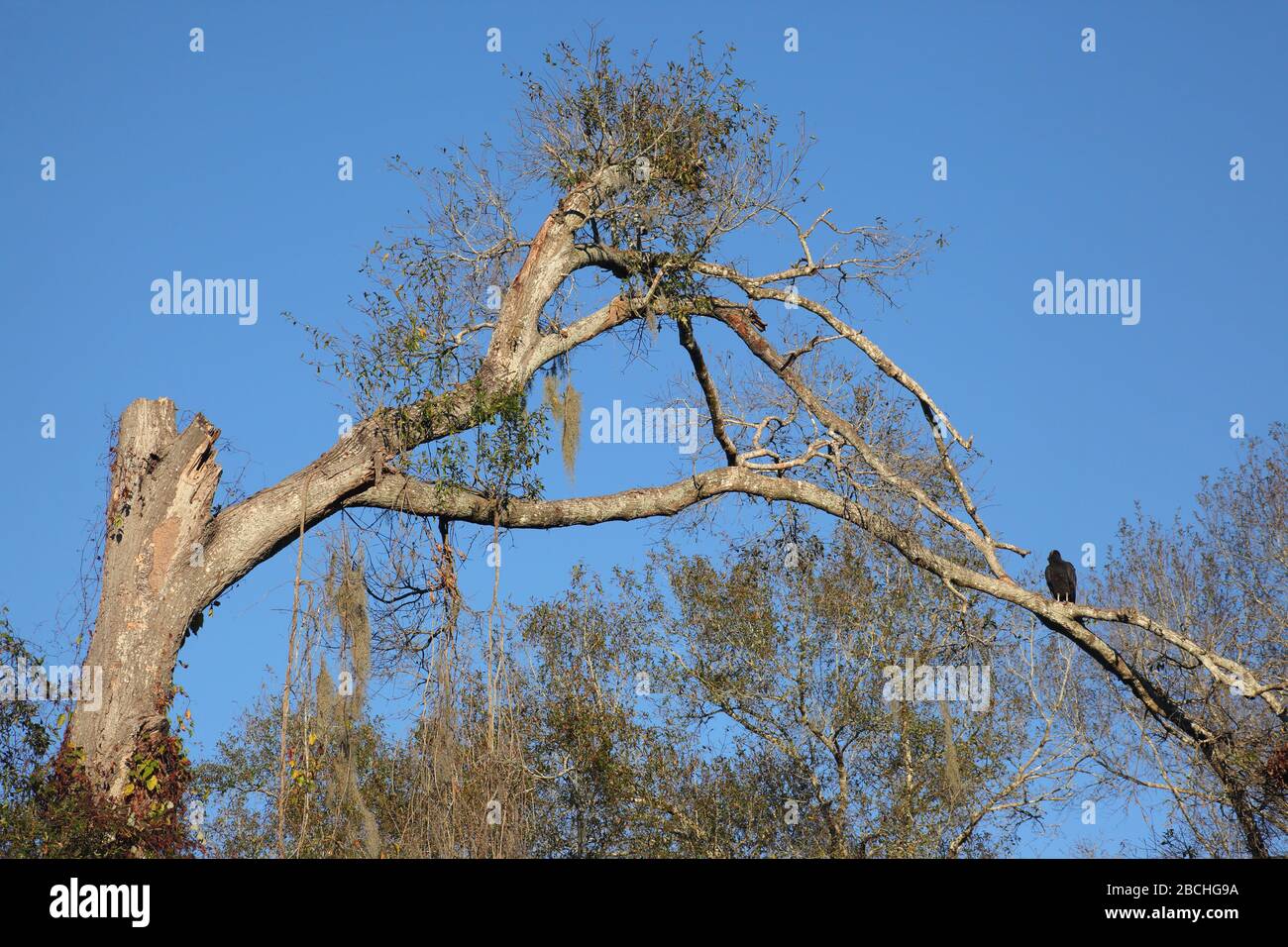 Schwarze Geier im Park Stockfoto