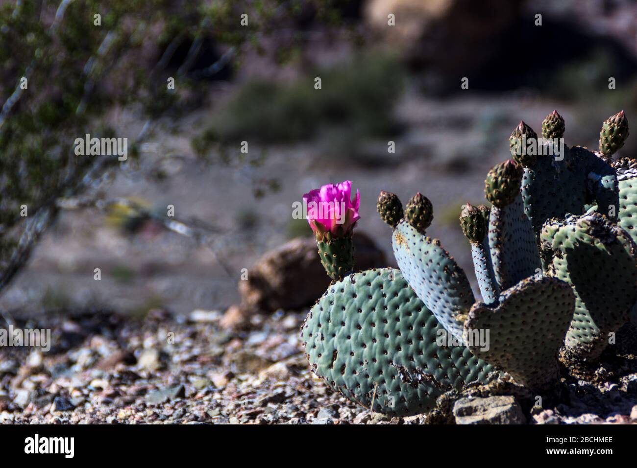 Blühender Kaktus. Nelson, Nevada, Usa Stockfoto