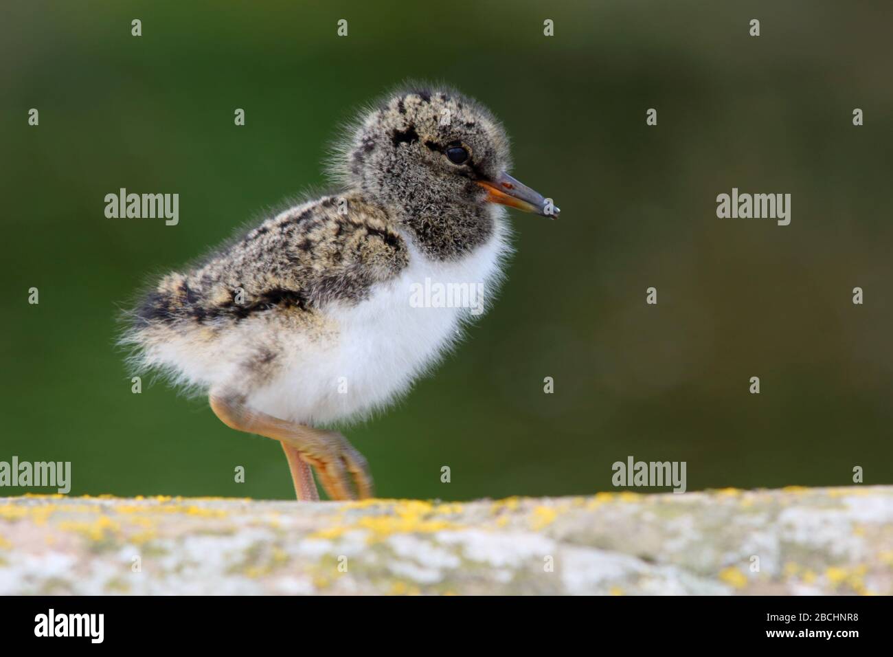 Ein Eurasisches Austernfischer (Haematopus ostralegus) Küken auf den Farne Islands, Northumberland, nur wenige Tage alt Stockfoto