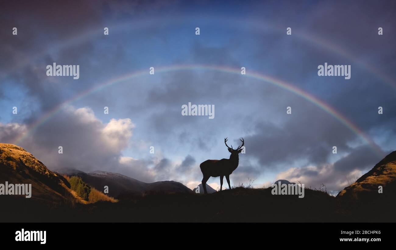 Rotwild-Hirsch unter einem doppelten Regenbogen in den schottischen Highlands bei Glencoe. Silhouette vor einer blauen und stimmungsvollen Skos mit doppeltem Regenbogen. Stockfoto