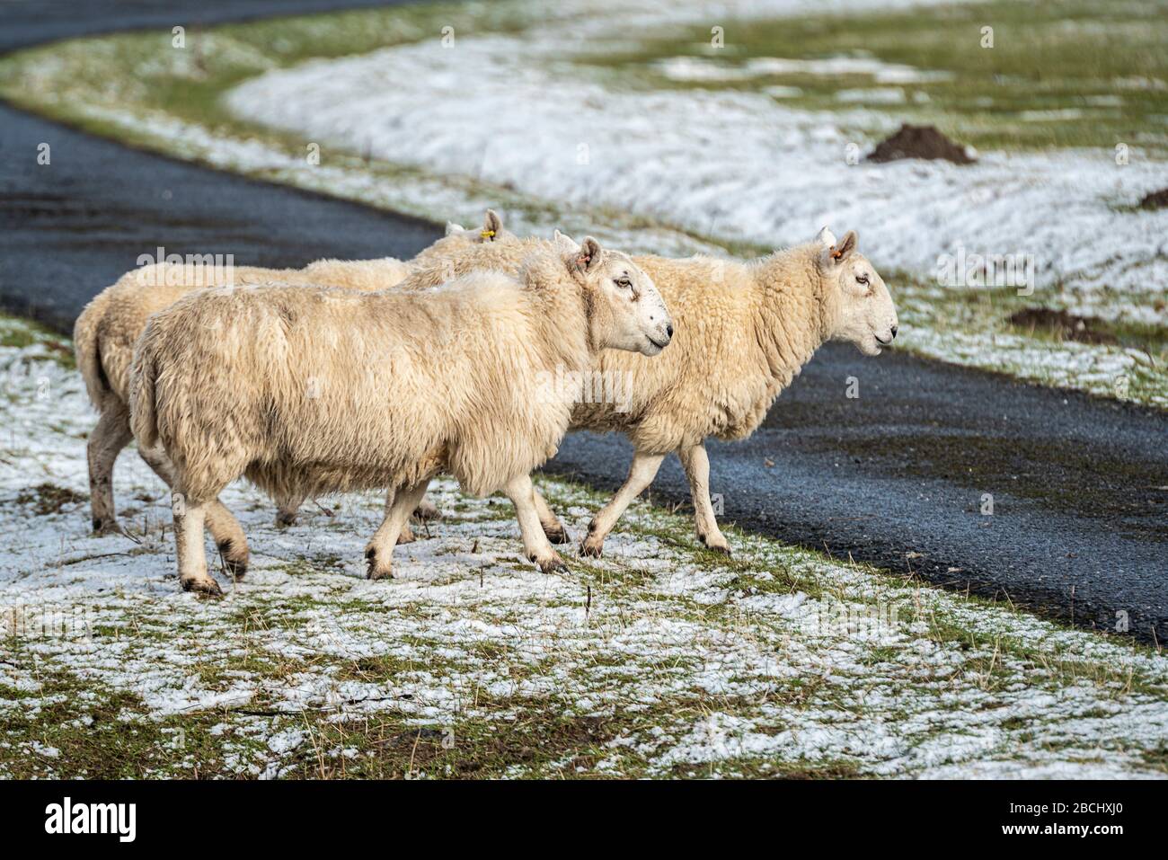 Schottische Schafe auf der Straße, Highlands, Schottland Stockfoto