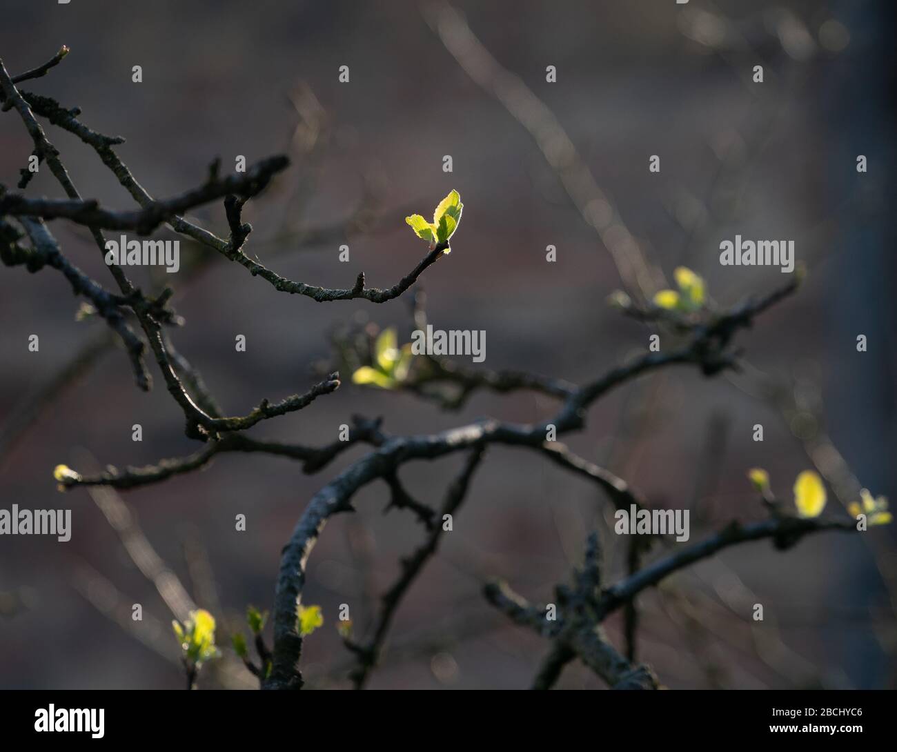 London, Großbritannien. Samstag, 4. April 2020. Apfelbaumknospen an einem warmen Frühlingstag in Ealing, London Foto: Roger Garfield/Alamy Live News Stockfoto