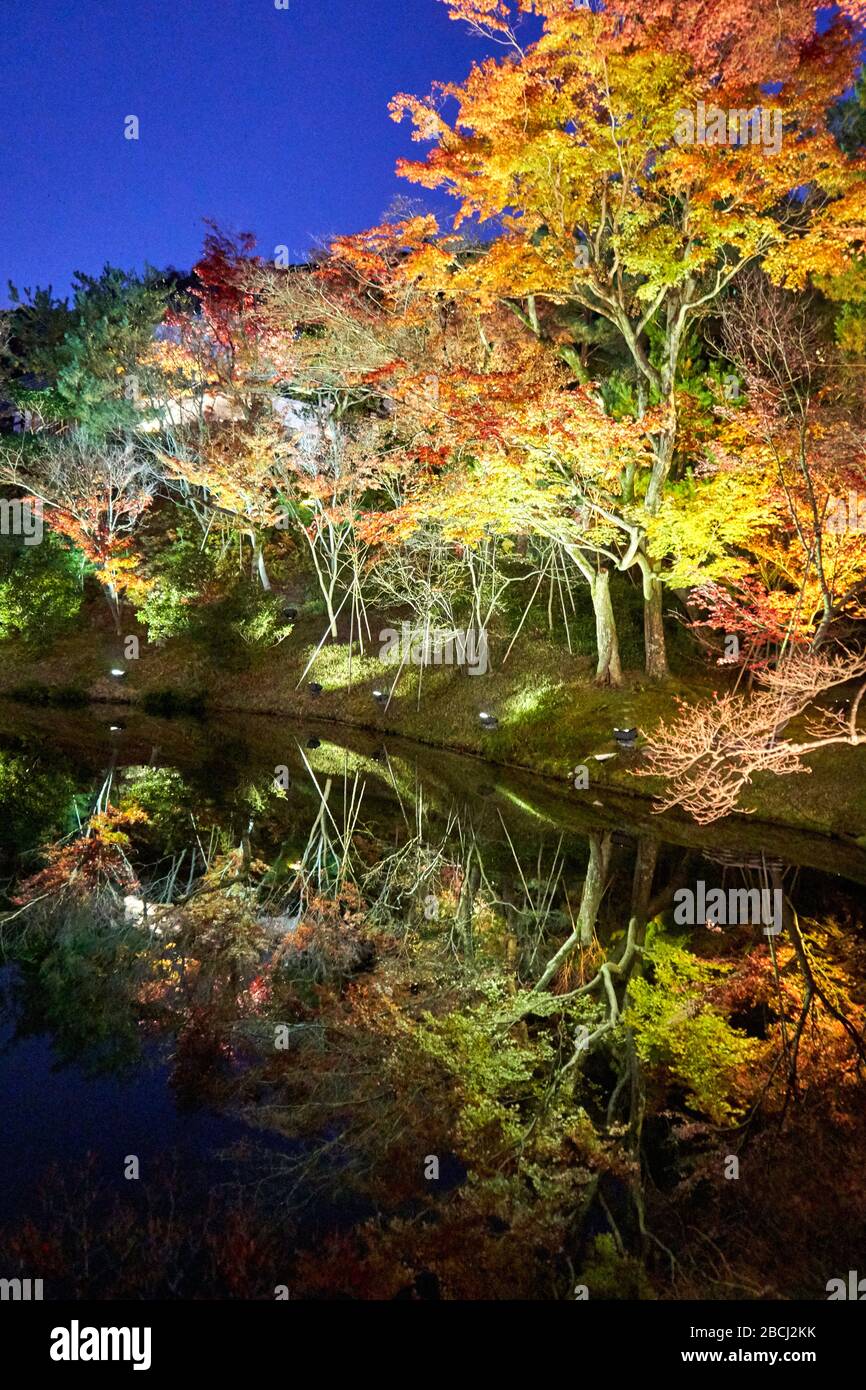 Beleuchtete Bäume spiegeln sich auf der Teichoberfläche Stockfoto