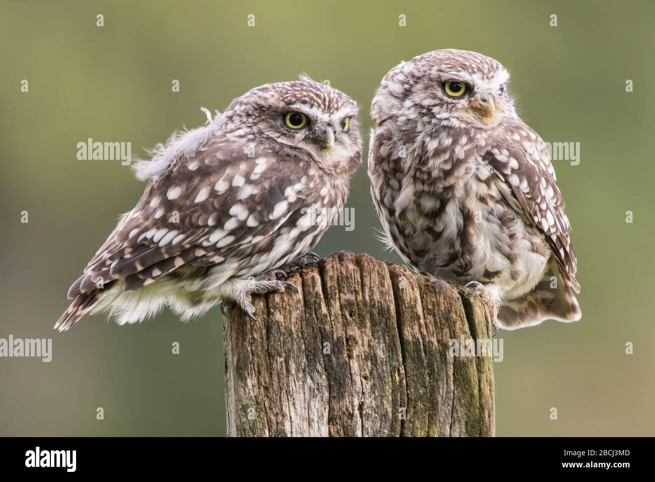 Kleine Eulen zusammen auf dem britischen Land. Charismatische kleine Eulen, die sitzen und ihre Umgebung beobachten. Stockfoto
