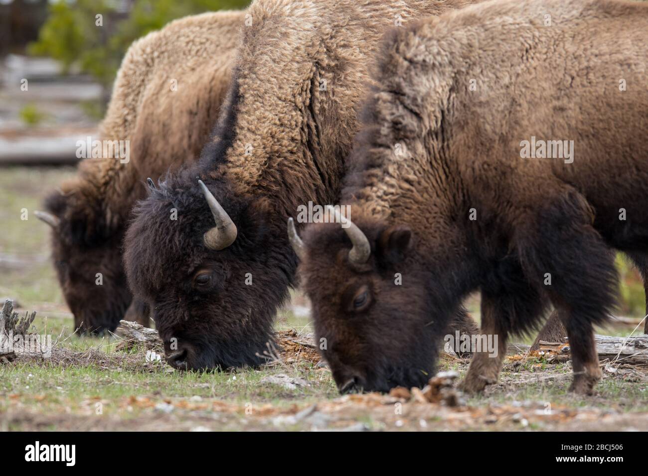 Drei Bisonprofile in einer Reihe grasen im Yellowstone National Park Stockfoto