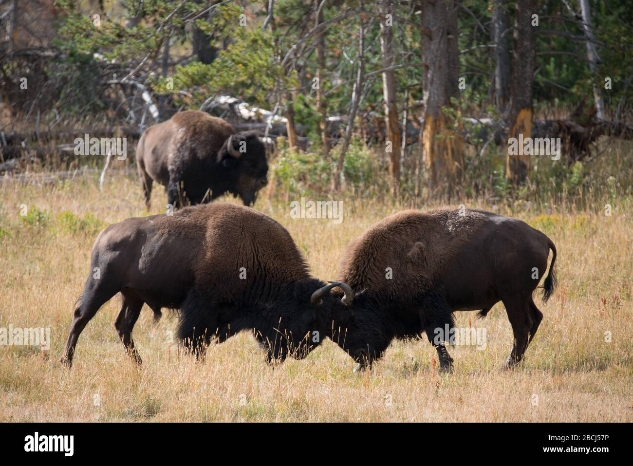 Zwei männliche Bisons gehen Kopf an Kopf in Vorbereitung auf die Furche, um für Weibchen zu konkurrieren Stockfoto