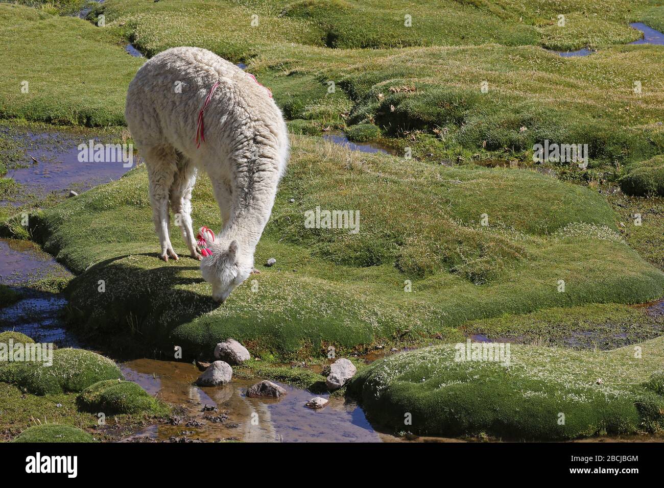 Alpaka grast in einem Moor auf den chilenischen Anden Stockfoto