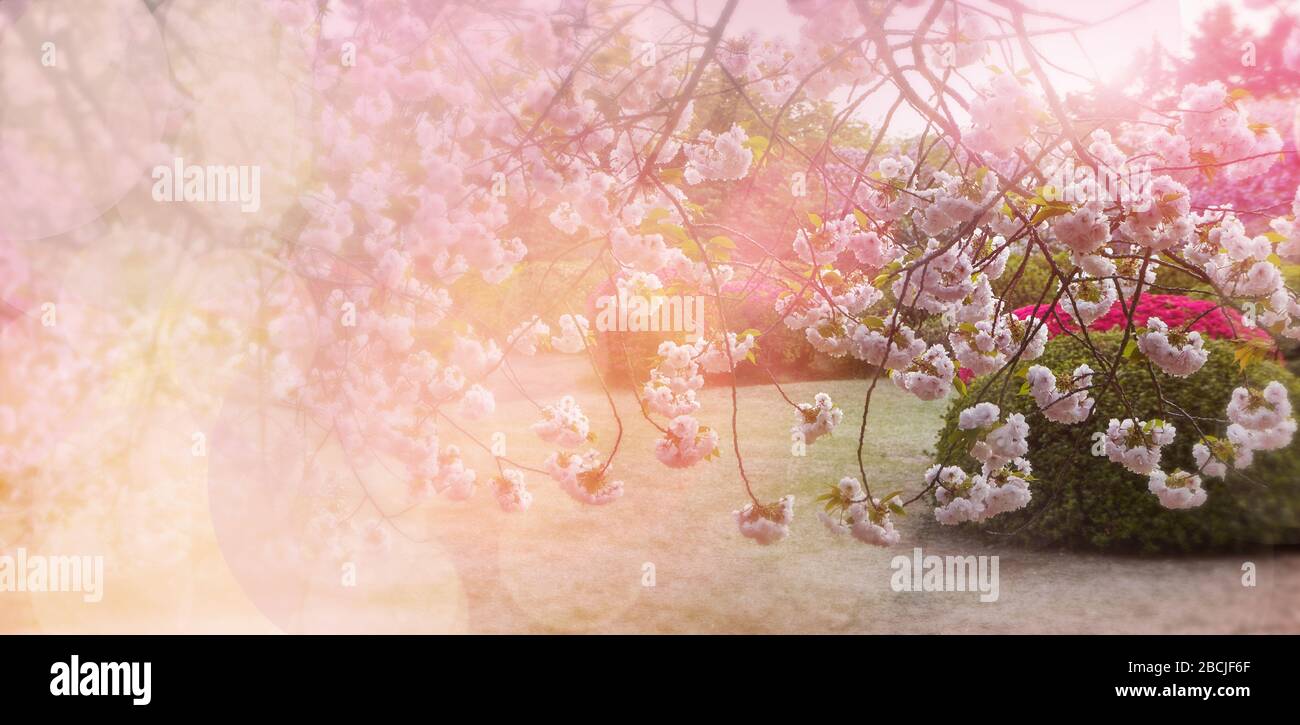 Verschwommener Frühlingshintergrund mit Sakura und Azaleen-Blüten, sowie der Einsatz von Bokeh und Filter aus rosa Farben schaffen eine fröhliche Stimmung. Stockfoto