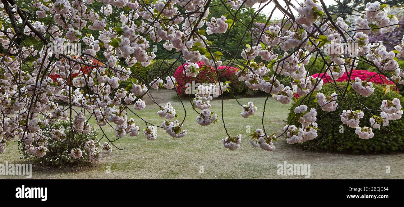 Üppige Blütenstände blühender Sakura auf dem Hintergrund blühender roter Azaleen Stockfoto