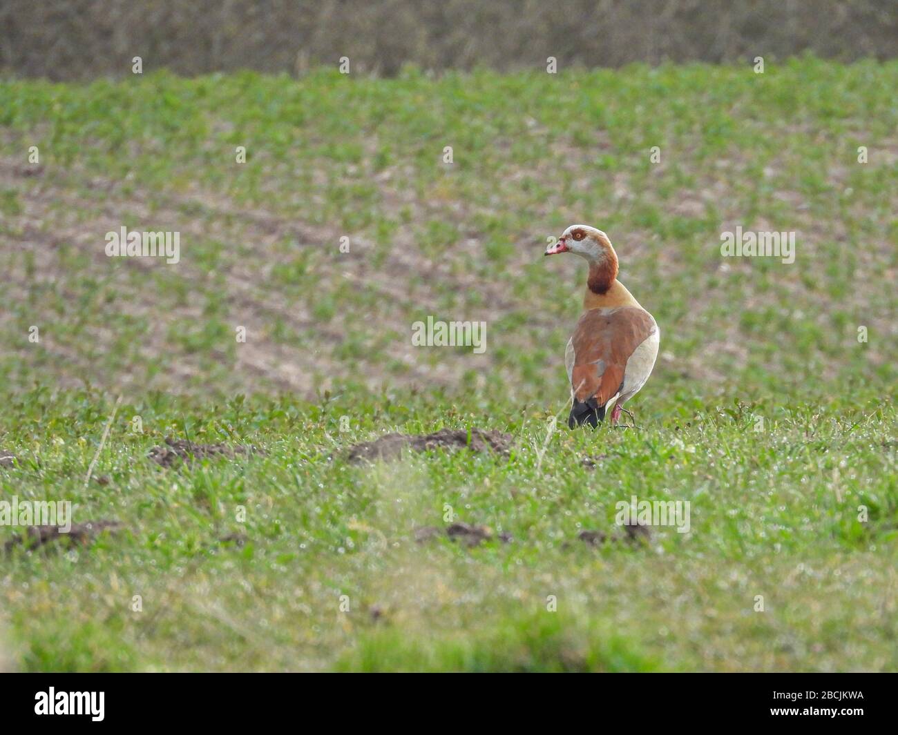 Eine Nilgans steht auf einem Feld und blickt in die Kamera Stockfoto