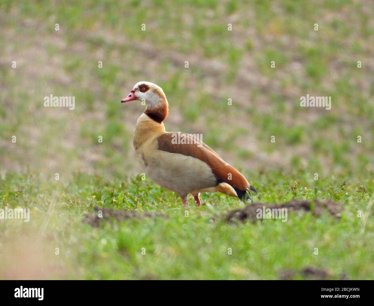Eine Nilgans steht auf einem Feld und blickt in die Kamera Stockfoto
