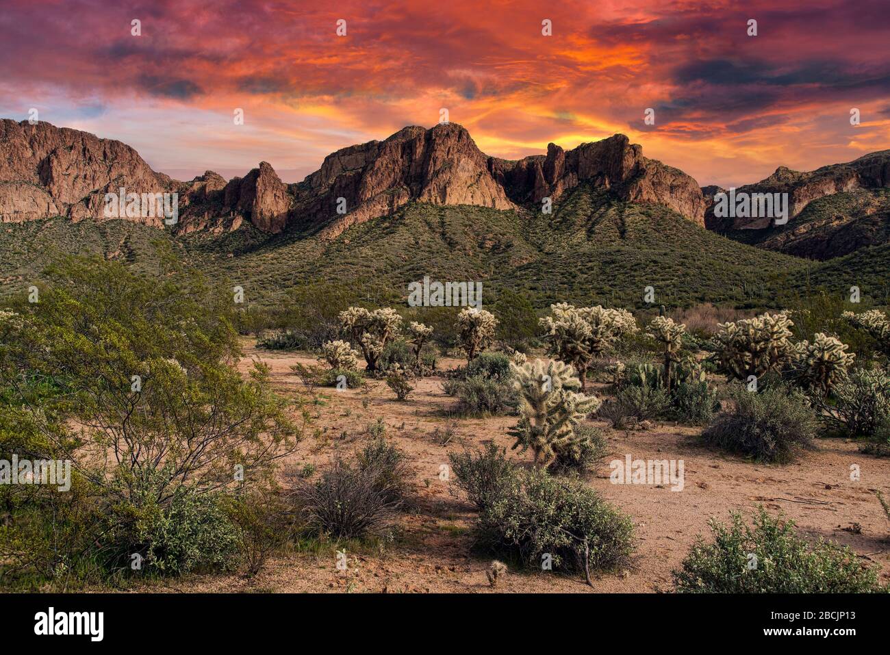 Blick auf den Tonto National Forest in der Nähe von Phoenix, Arizona Stockfoto
