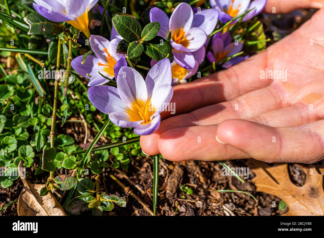 Violett weiße und gelbe Krokusblüten Blumen, die im Frühling auf gemahlenem Gras in Virginia blühen, mit Makro-Nahaufnahme von Hand, die Blüte berührt Stockfoto
