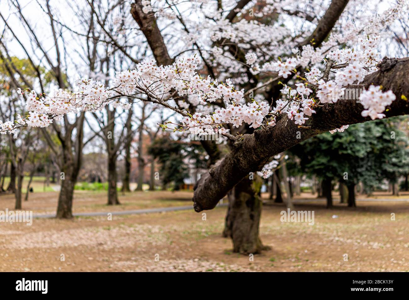 Tokyo, Japan Yoyogi Park mit pinkfarbenen, weißen Sakura-Blumen auf Kirschblütenbaum mit Gartenhintergrund Stockfoto