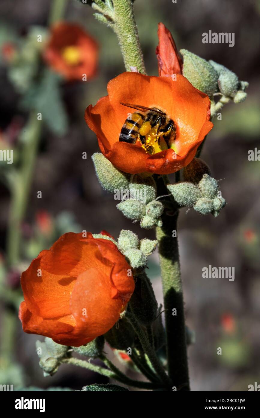 Ein Nahbild des wildblumen Globe Mallow, der in der Sonoran-Wüste in der Nähe von Phoenix, Arizona, gefangen genommen wurde. Stockfoto