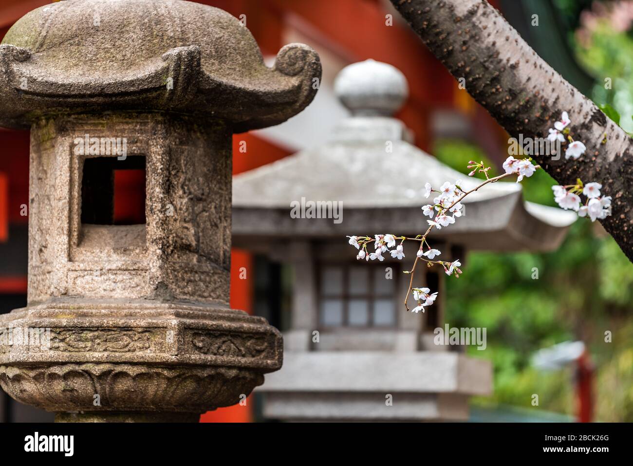 Tokio, Japan Hie shinto Tempelschrein mit Steinlaterne Nahaufnahme und Kirschbaumzweig Sakura-Blumen in Quellen mit verschwommenem Hintergrund im Garten und Stockfoto