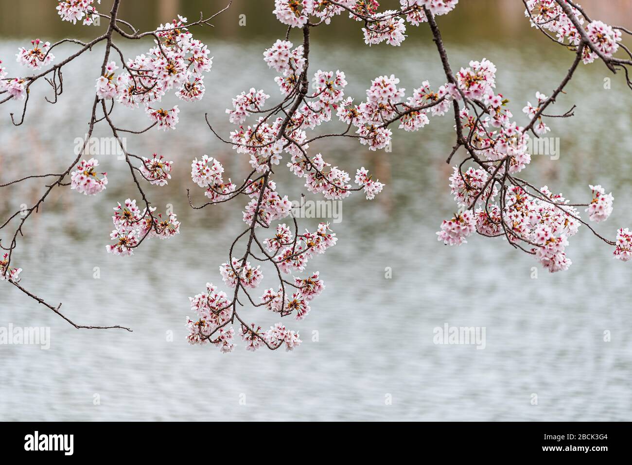 Japanische Kirschblüte auf Sakura-Baumzweigen am Osawa-no-Ike Pond Lake im Frühjahr im Arashiyama-Gebiet am Daikakuji-Tempel mit Wasserwellen in Unschärfe Stockfoto