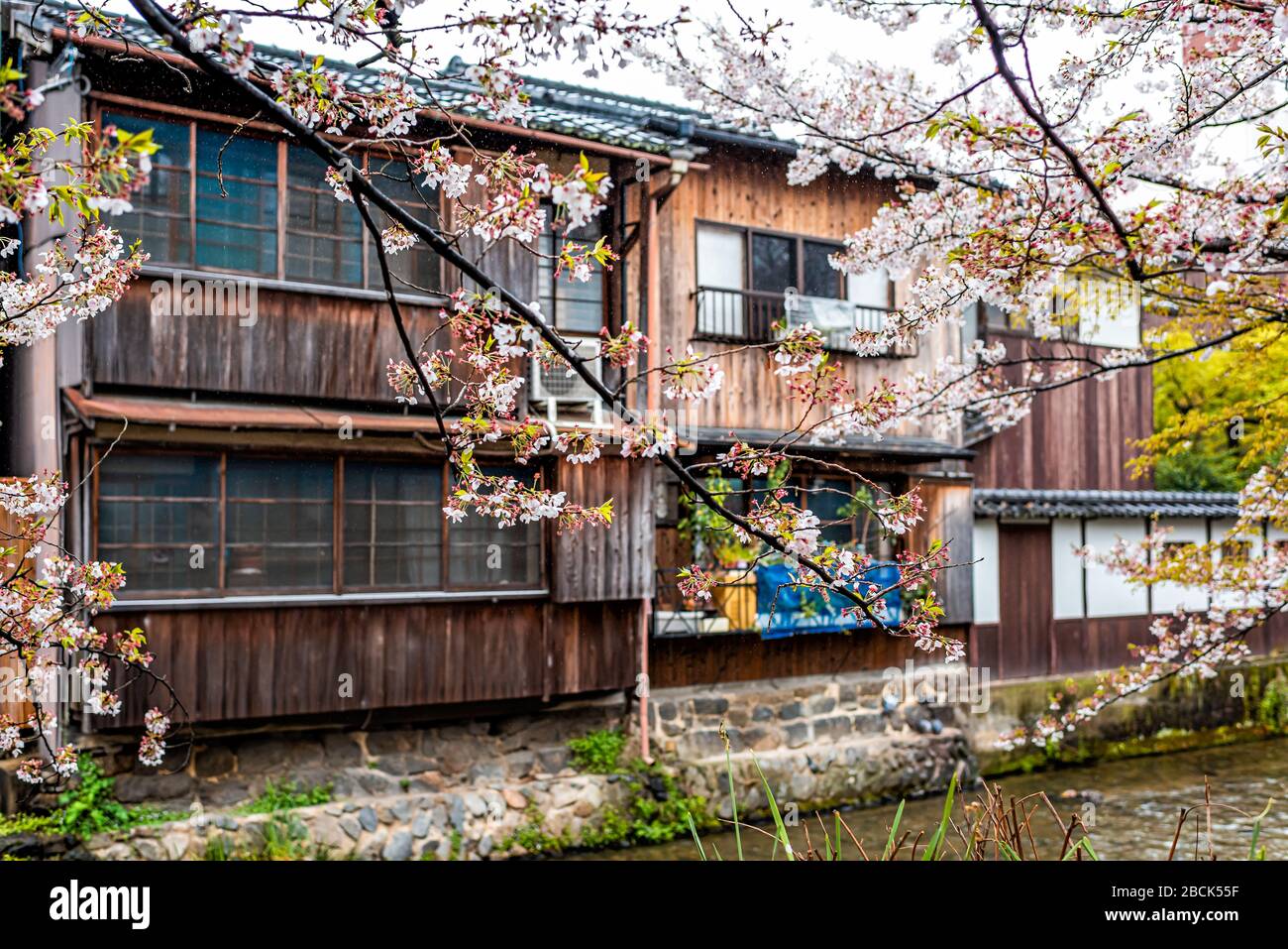 Bezirk Gion in Kyoto, Japan mit Kirschblütenblüten Sakura blühende Blumen im Gartenpark am Shirakawa-Fluss mit traditionellem japanischem holzmac Stockfoto