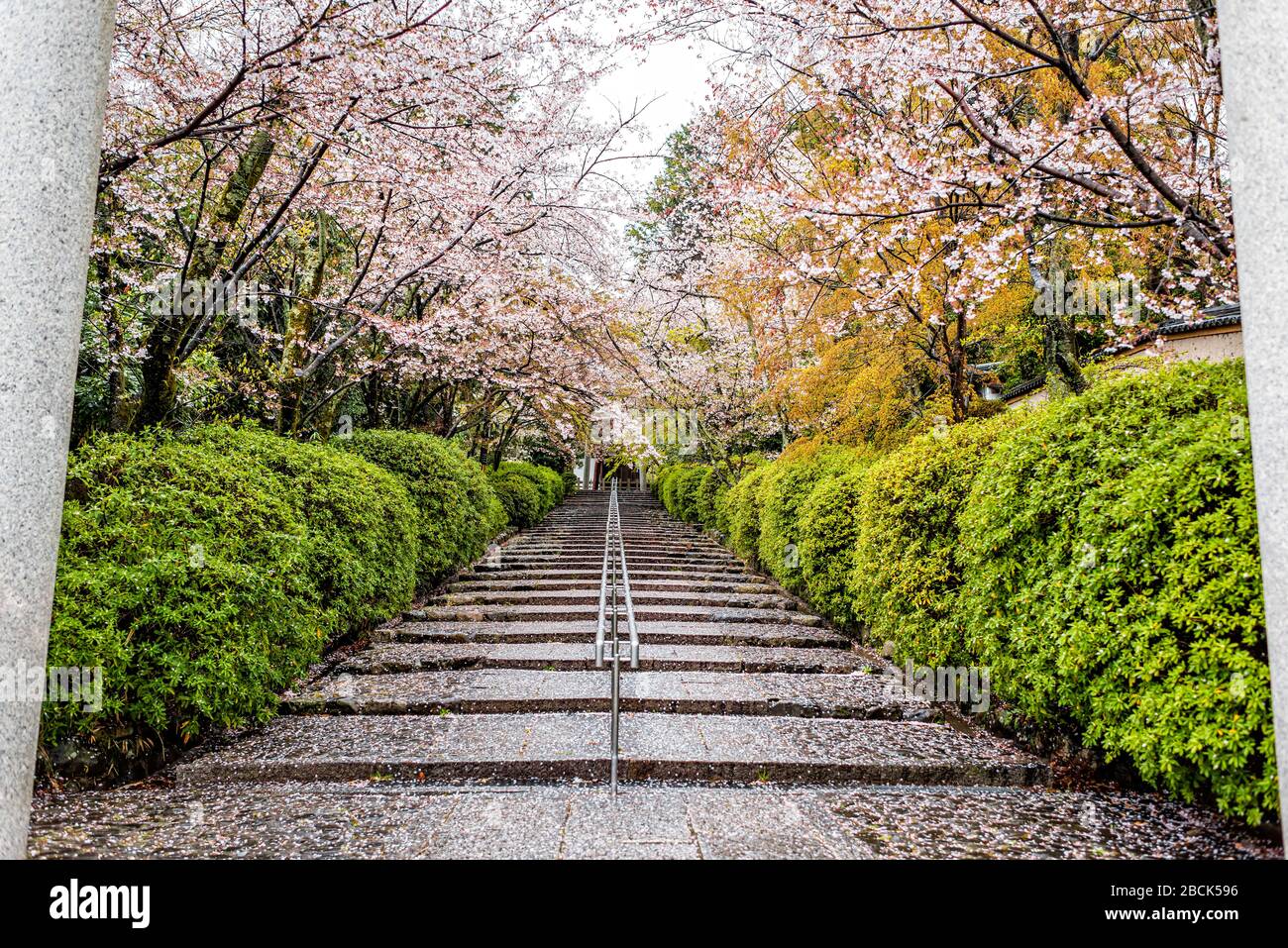 Treppe nasse Stufen, bedeckt mit Kirschblüten Blumen Sakura Blumenblätter nach Regen mit Geländer und Gartenbäumen im Munetada Jinja Schreintempel in Kyoto, Ja Stockfoto