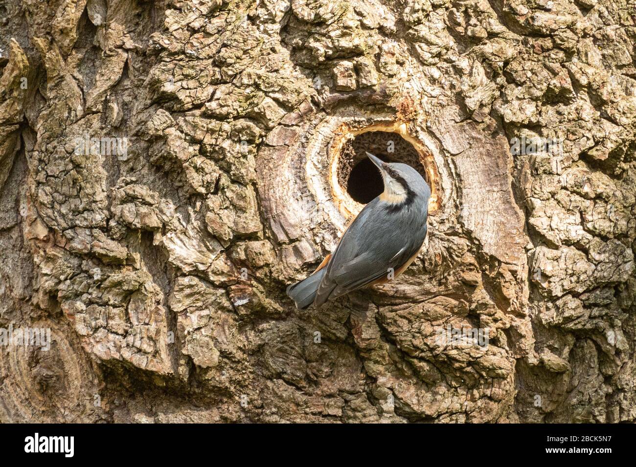 Nuthatch (Sitta europaea) neben seinem Nestloch in einem weinenden Weidenbaumstamm, der Schlamm um das Loch pflastert, um den Durchmesser zu verringern, Großbritannien Stockfoto