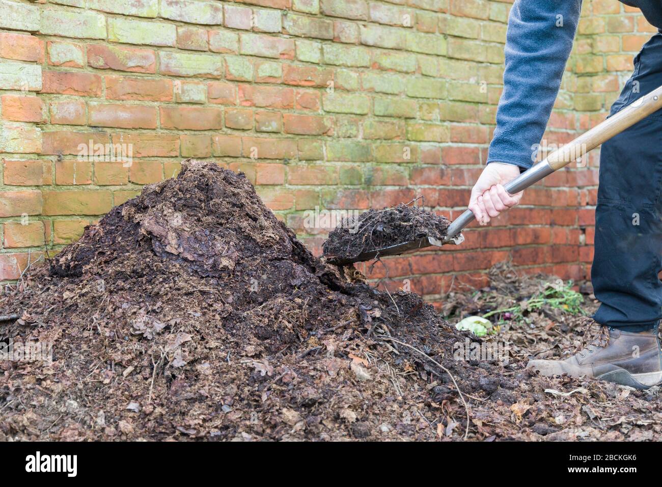 Gärtner schaufeln hausgemachten Gartenkompost und Blattform, um ihn als Mulch oder organischen Dünger zu verwenden Stockfoto