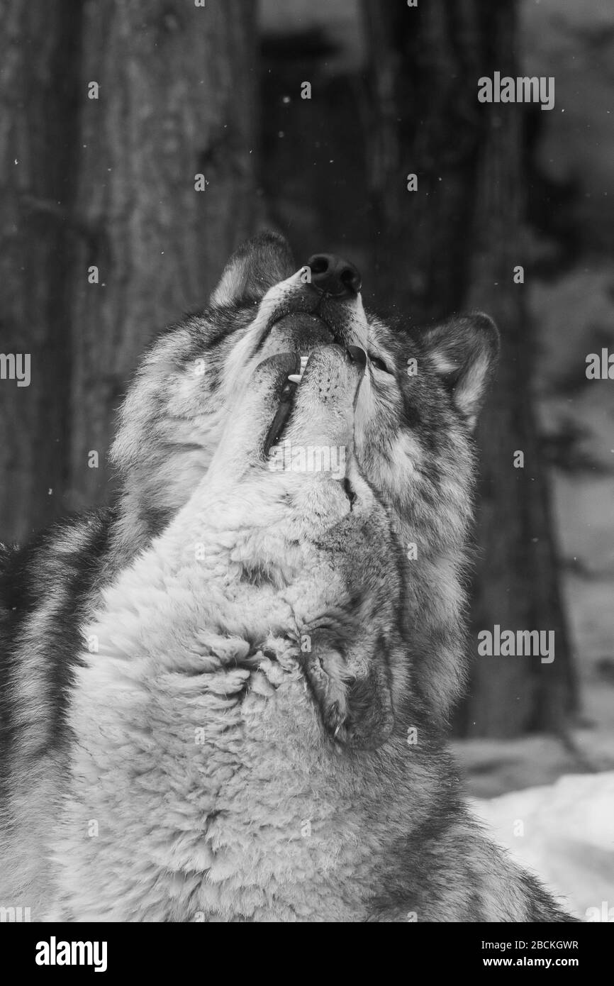 Zwei graue Wölfe zeigen Zuneigung zueinander. Einer leckt das Gesicht des anderen. Verschneiten Wald im Hintergrund. Stockfoto