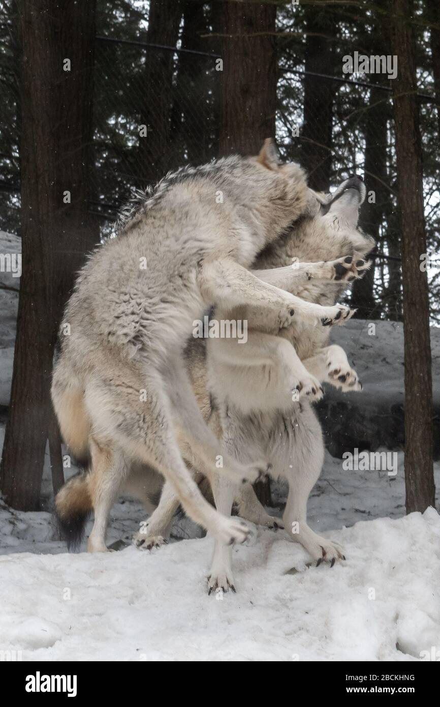 Zwei graue Wölfe springen / spielen / kämpfen in einem verschneiten Wald. Einer von ihnen beißt dem anderen ins Gesicht. Stockfoto