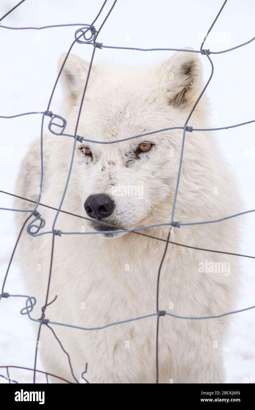 Arktischer Wolf starrt durch einen Metallzaun mit einem weißen verschwommenen schneebedeckten Hintergrund. Stockfoto